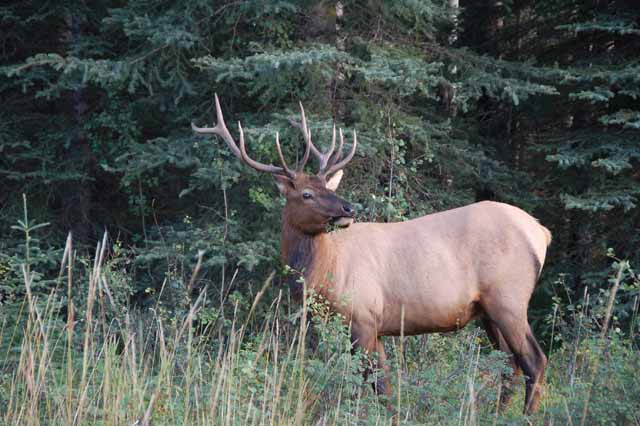 elk